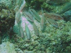 Eye contact with goatfish by David Johnson 